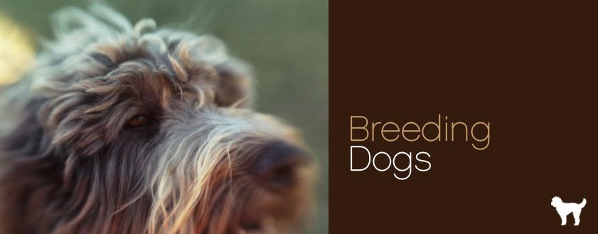 breedingdogs