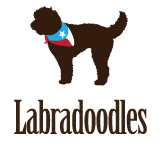 Lone Star Labradoodles