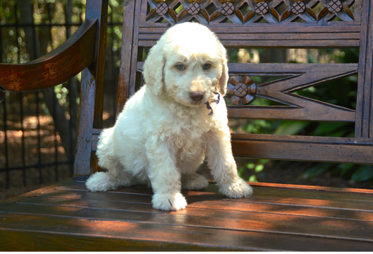 GingerPurpleCollarMale