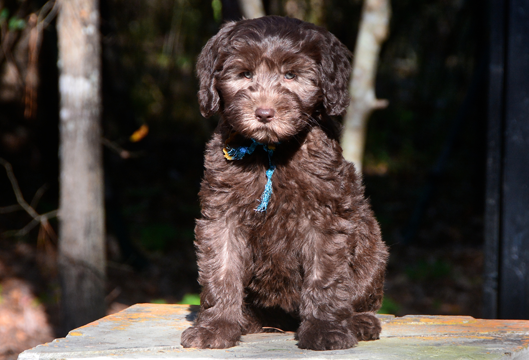 AnnieGraceYellowCollarMale