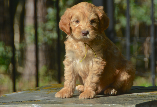 ZoeyYellowCollarMale