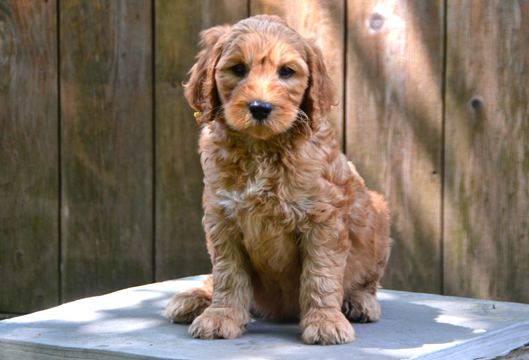 LolaYellowCollarMale