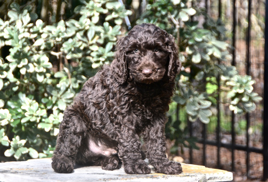 MaddynYellowCollarMale-
