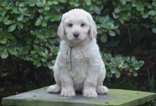 HarperBrownCollarMale