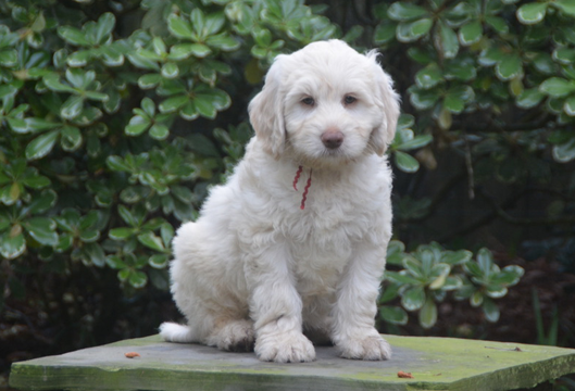 HarperGreyRedCollarMale