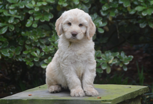 HarperGreyYellowcollarMale