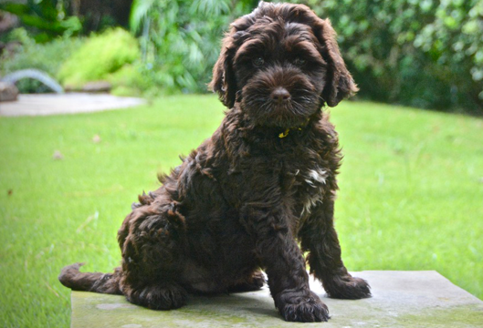 MarleyHarleyYellowCollarMale