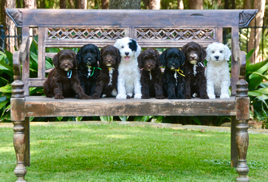 FrenchieBenchPic