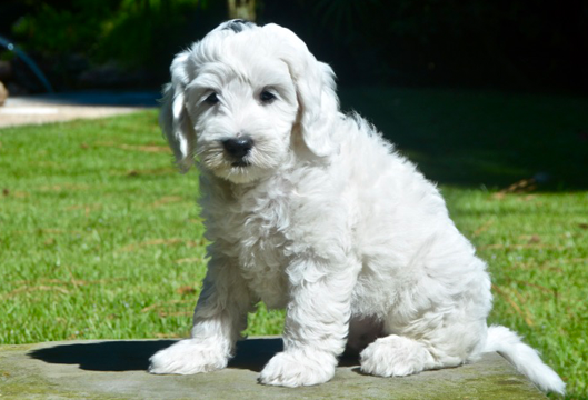 FrenchieWhiteCollarFemale