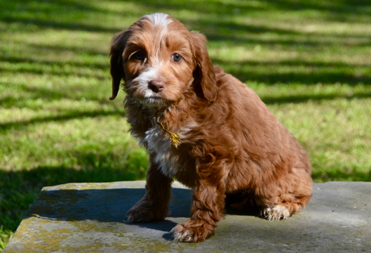 MaggieMaeGoldCollarFemale