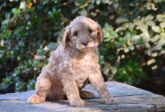 Available Puppies - Lone Star LabradoodlesLone Star Labradoodles